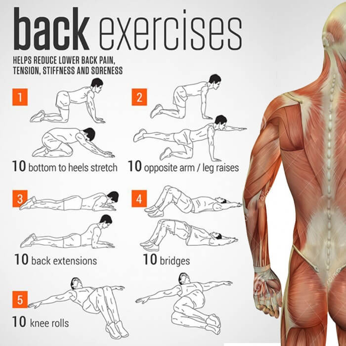 lower back exercise chart